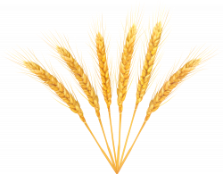 Wheat Decoration PNG Clip Art Image | Gallery Yopriceville - High ...