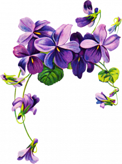 african violets border clip art | Free vintage Violet graphics ...
