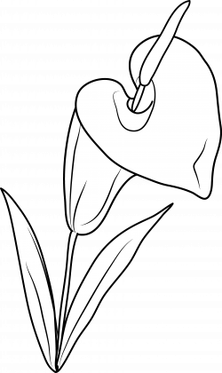 Lily Flower Coloring Page - Free Clip Art