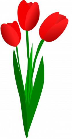 Clipart - three red tulips | Hoa | Pinterest | Red tulips and Third