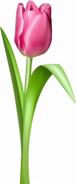Tulip PNG image | photos for painting | Pinterest | Flowers