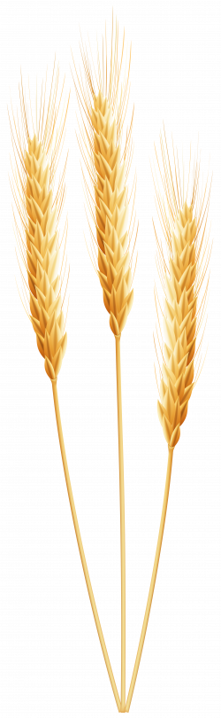 Wheat PNG Clip Art Image | Gallery Yopriceville - High-Quality ...