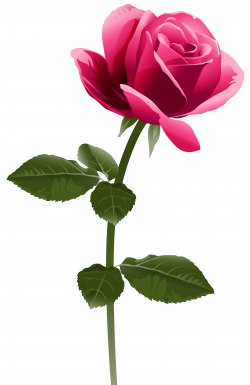 Pink Rose PNG Clip Art Image - Best WEB Clipart