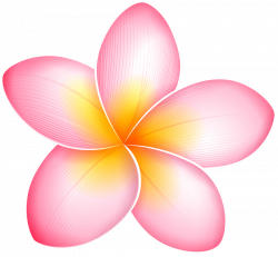 pink exotic flower png - Free PNG Images | TOPpng