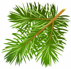 Transparent Pine Branch PNG Clipart | Gallery Yopriceville - High ...