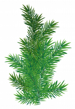 Pine Branch PNG Picture | Gallery Yopriceville - High-Quality ...