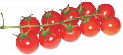 Tomato PNG | Web Icons PNG