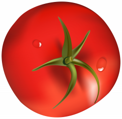 Tomato PNG Clipart - Best WEB Clipart