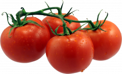 Tomato Transparent PNG File | Web Icons PNG