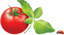 Tomato PNG Picture | Web Icons PNG