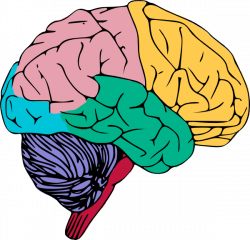 Brain Copy | Free Images at Clker.com - vector clip art online ...