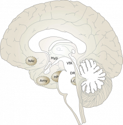 Human Brain 2 Clip Art at Clker.com - vector clip art online ...