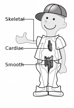 58294main_the.brain.in.space-page-52-body-transparent-kid Clipart ...