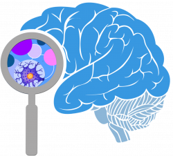 HD Innovation Clipart Brain Activity - Study Brain , Free ...