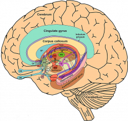 The_Limbic_System_and_Nearby_Structures_small | Limbic system ...