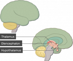 Overview of Major Brain Structures and Functions