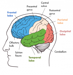 Brains Clipart central nervous system - Free Clipart on ...
