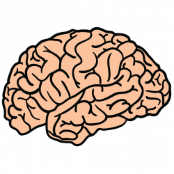 Brain PNG Transparent Brain.PNG Images. | PlusPNG