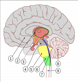 File:Human brain - Sagittal section.svg - Wikimedia Commons