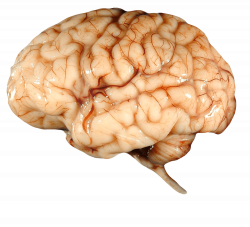 Real Brain transparent PNG - StickPNG