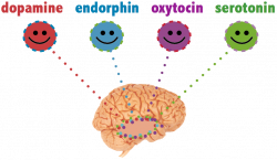 the brain – AISD Social and Emotional Learning