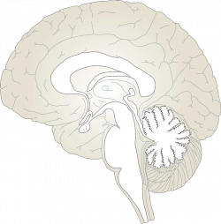 Brains clipart anatomy - Pencil and in color brains clipart anatomy