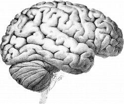 Drawn Brains brain anatomy - Free Clipart on Dumielauxepices.net