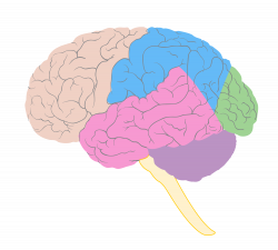 Brain Diagram#4357933 - Shop of Clipart Library