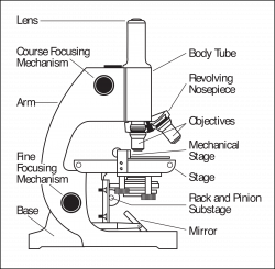 Clipart - Microscope parts labeled