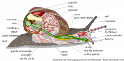 Clipart - Escargot Anatomie avec descriptions en français - Snail ...