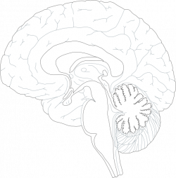 Brain Clip Art at Clker.com - vector clip art online, royalty free ...