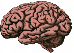 Brain PNG Transparent Brain.PNG Images. | PlusPNG