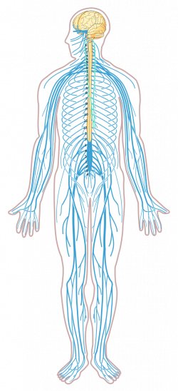 File:Nervous system diagram unlabeled.svg | Science | Pinterest ...