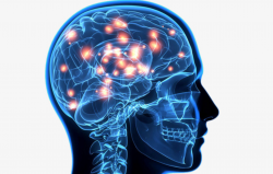 cropped-the-brain-of-the-human-brain-brain-clipart-nervous ...