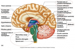 Labeled Pictures Of The Brain Free Brain Diagram Download ...
