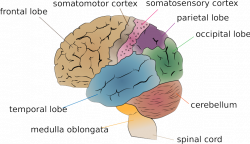 Human Brain Group (79+)