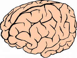 Real Brain Clipart | Letters Format