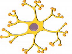 Clipart - neuron-interneuron 2