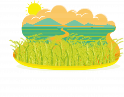 Paddy Field Rice Oryza sativa Clip art - Autumn rice fields ...