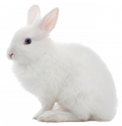 White Rabbit PNG Image - PurePNG | Free transparent CC0 PNG Image ...