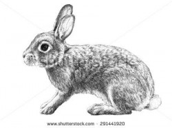 cottontail rabbit illustration, hand drawn pencil sketch ...