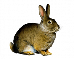 Png Rabbit by Moonglowlilly on DeviantArt