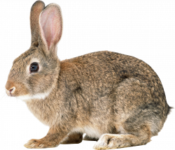rabbit_PNG3790.png (1936×1668) | Bunny Love | Pinterest | Rabbit ...