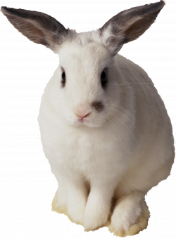 White rabbit PNG image | photos, tips | Pinterest | Rabbit and Animal