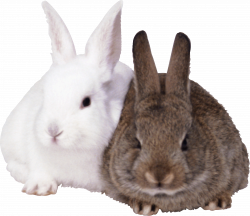 Rabbits PNG | photos, tips | Pinterest | Rabbit and Animal