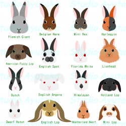 bunny head set with breed name – Studio Ayutaka Store | animal ...