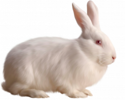 White Bunny Rabbits Group (62+)