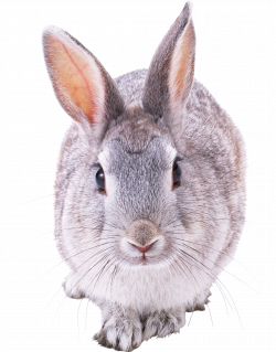 Rabbit PNG | Animal PNG | Pinterest | Rabbit, Adorable animals and ...