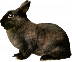 Black rabbit PNG | Animal PNG | Pinterest | Rabbit and Animal