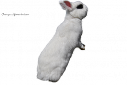 White Rabbit PRECUT PNG Stock by ClaimYourself on deviantART | Stock ...